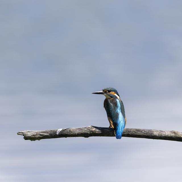 Un martin pêcheur dans la reserve naturelle de la Grande Caricaie . [Keystone - Cyril Zingaro]