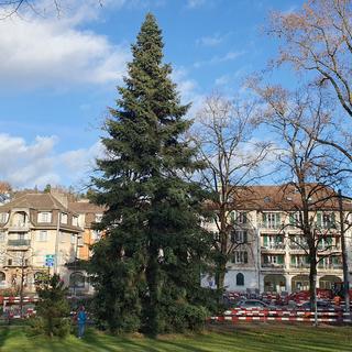 Arbre'apéro au pied d'un sapin d'Andalousie à Lausanne. [RTS - Xavier Bloch]