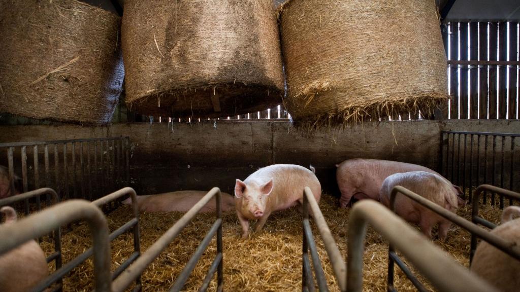 Des porcs élevés en batterie. [AFP - Louise Allavoine / Hans Lucas]