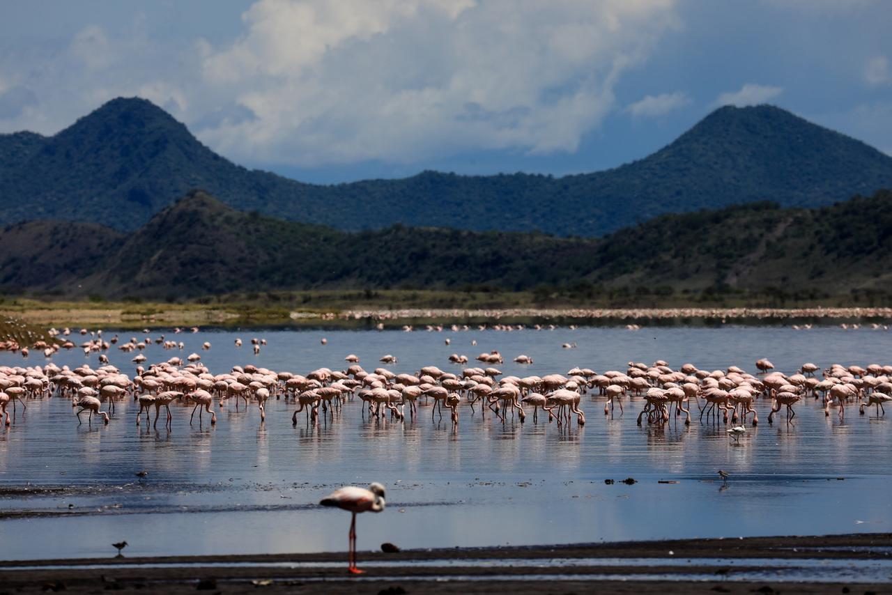 Troupeau de flamants roses pataugeant dans le lac Magadi, au Kenya. [KEYSTONE - DANIEL IRUNGU]