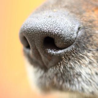 Une équipe de scientifiques de l'UNIGE a mené une étude sur les motifs uniques présents sur la truffe des chiens. [Depositphotos - jonnysek]