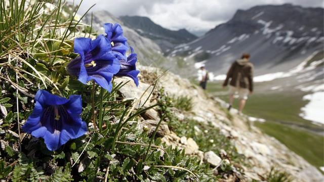 Le changement climatique modifie la répartition des plantes alpines. [keystone - Alessandro Della Bella]