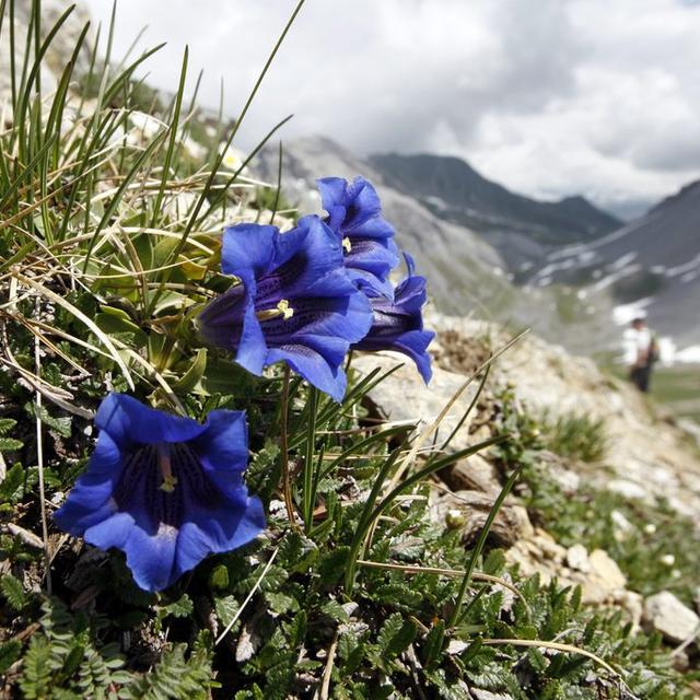 Le changement climatique modifie la répartition des plantes alpines. [keystone - Alessandro Della Bella]