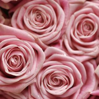 La couleur rose a été associée au genre féminin seulement dès le 18e siècle en Occident. [Keystone - Alessandro Della Bella]
