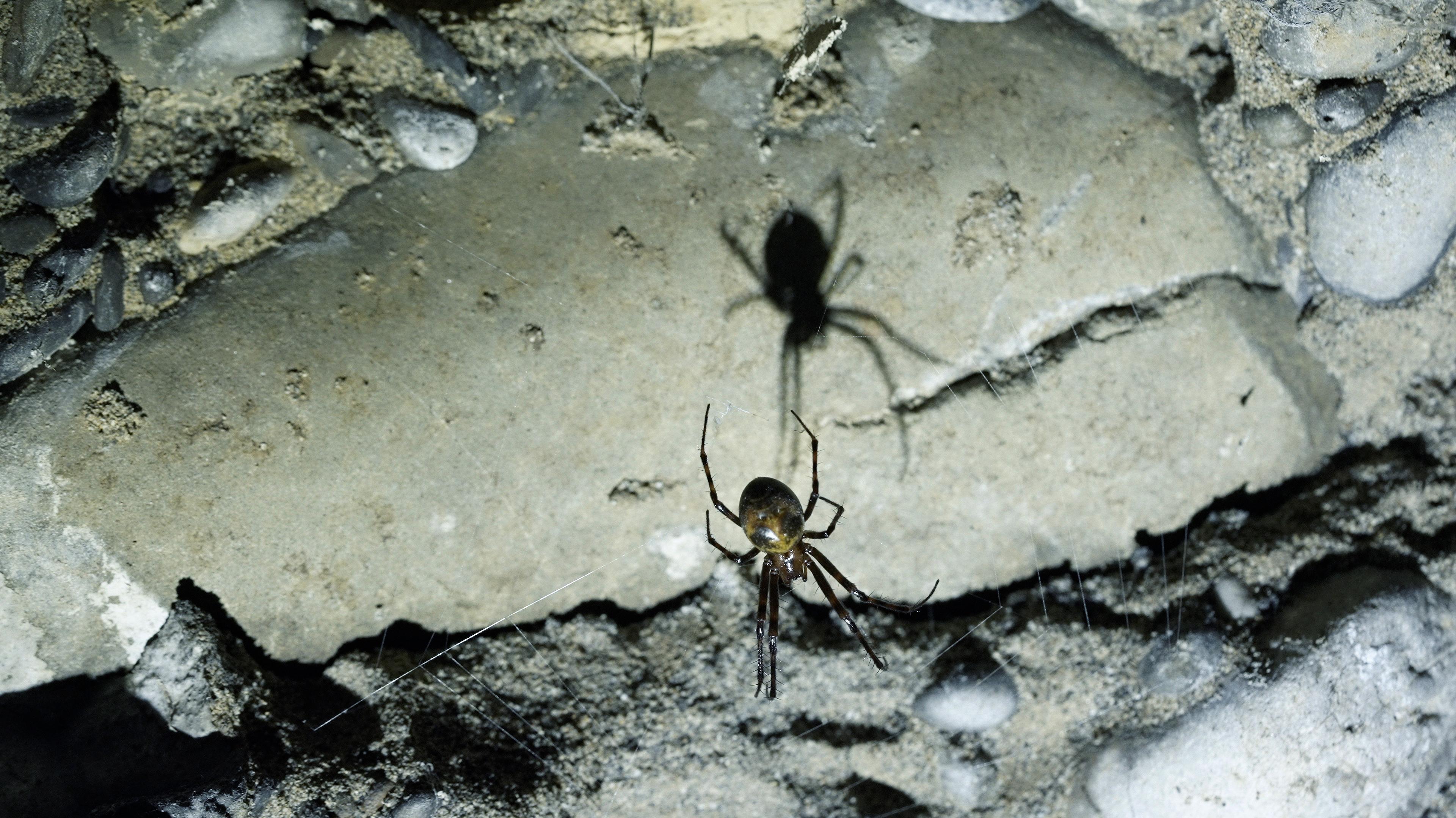 A Genève, dans une grotte, une araignée cavernicole, la Meta menardi. [RTS]