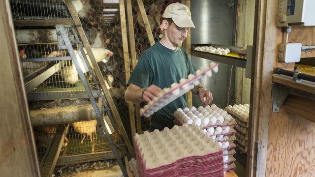 Les poussins mâles seront sélectionnés avant leur naissance dès 2025. [Keystone - Christian Beutler]