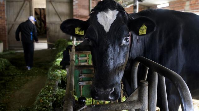 Le bien-être animal pourrait être noté dans le nutri-score. [Keystone - Jean-Christophe Bott]