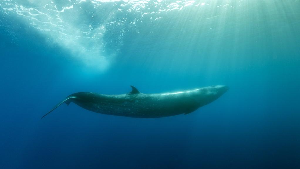Le rorqual boréal (Balaenoptera borealis) est une baleine à fanons, le troisième plus grand rorqual après la baleine bleue et le rorqual commun. Açores, Portugal, océan Atlantique. [Biosphoto via AFP - Franco Banfi]