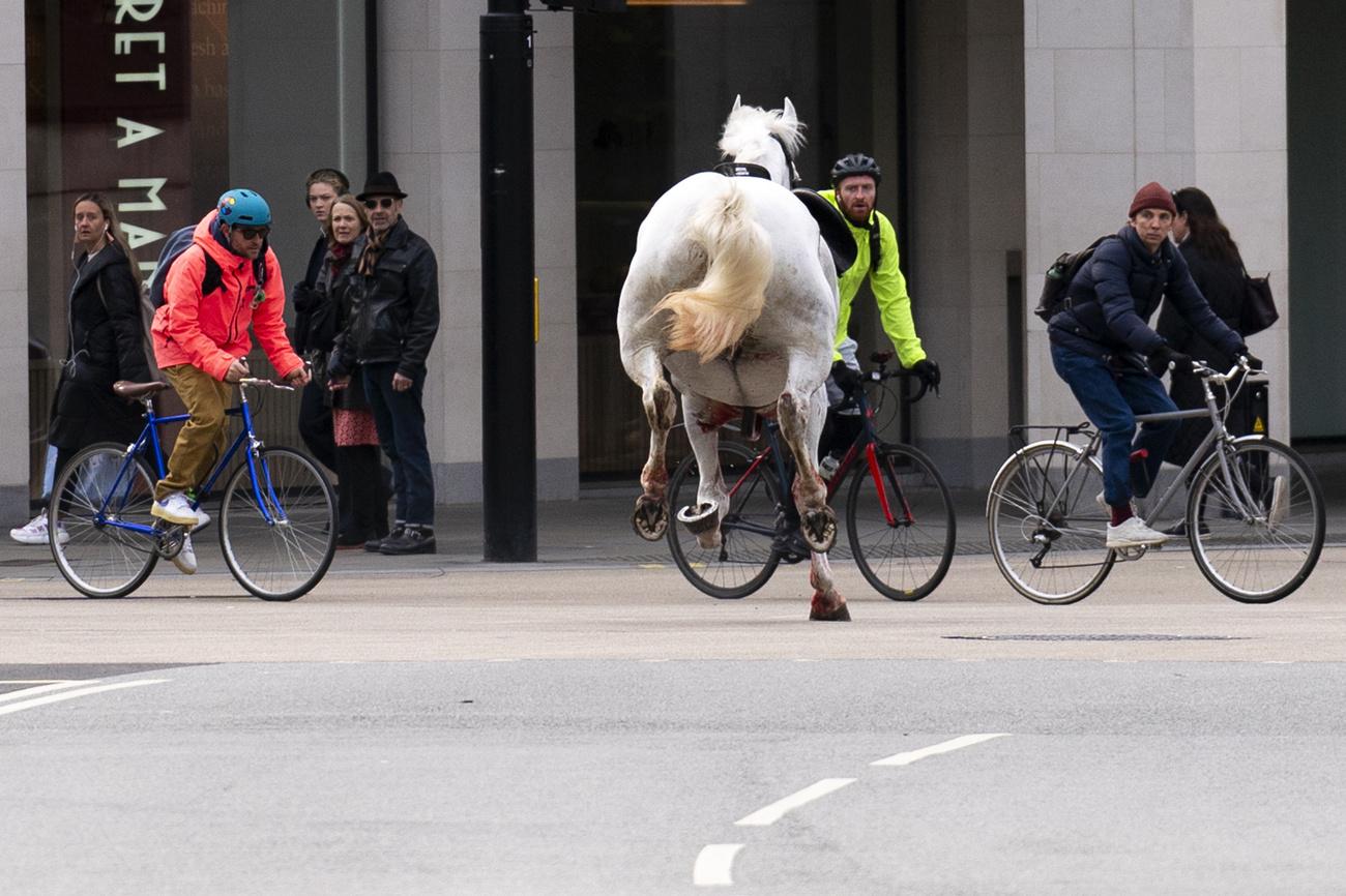Un cheval en liberté s'élance dans les rues de Londres près d'Aldwych, mercredi 24 avril 2024. [KEYSTONE - JORDAN PETTITT]