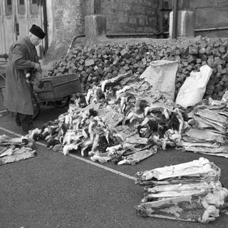 Le dernier marchand de fourrure de Berne, le 21 février 1967. [KEYSTONE/PHOTOPRESS_ARCHIV - Fritz Loertscher]