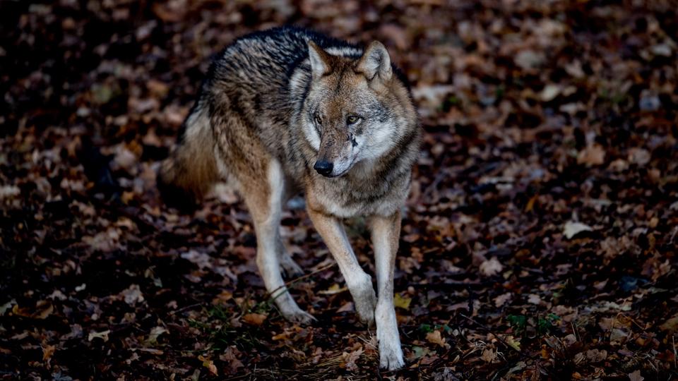 Un loup gris (Canis lupus) se promène dans son corral au parc sauvage de Moritzburg, en Allemagne, le 4 décembre 2018. [Keystone - Filip Singer/EPA]