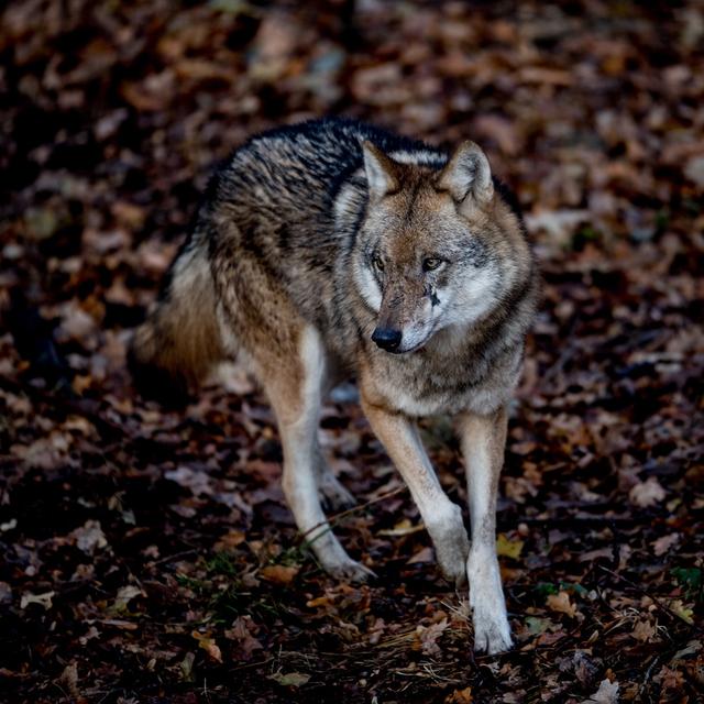 Un loup gris (Canis lupus) se promène dans son corral au parc sauvage de Moritzburg, en Allemagne, le 4 décembre 2018. [Keystone - Filip Singer/EPA]