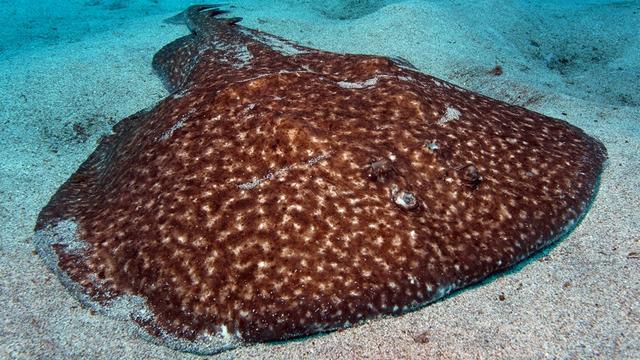 Torpedo marmorata, une raie torpille prise en photo à Ténérife en 2009. [CC BY 2.0/wikimedia - Philippe Guillaume]