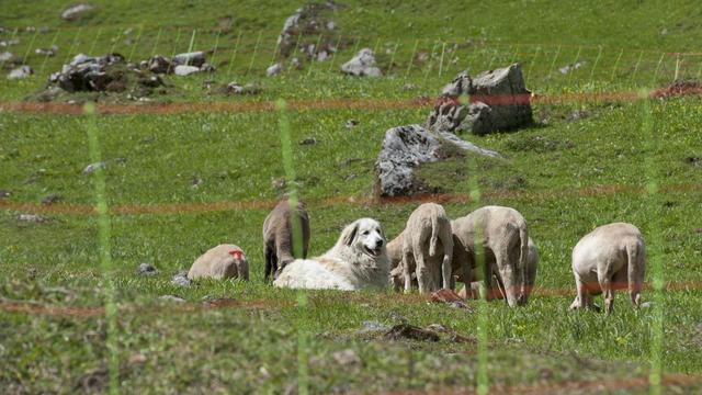 Les chiens de protection font leurs preuves sur les alpages valaisan. [Keystone]