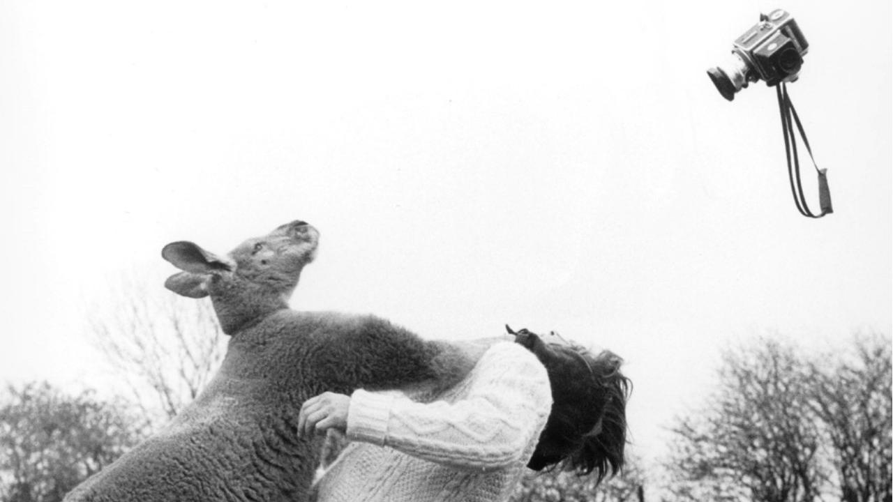 John Drysdale, Boxing Kangaroo Hitting a Paparazzi for Trying to Photograph Him, 1967. [MBAL - ©John Drysdale Voller Ernstour-planet, Berlin.]