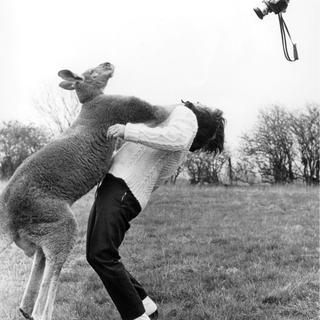 John Drysdale, Boxing Kangaroo Hitting a Paparazzi for Trying to Photograph Him, 1967. [MBAL - ©John Drysdale Voller Ernstour-planet, Berlin.]