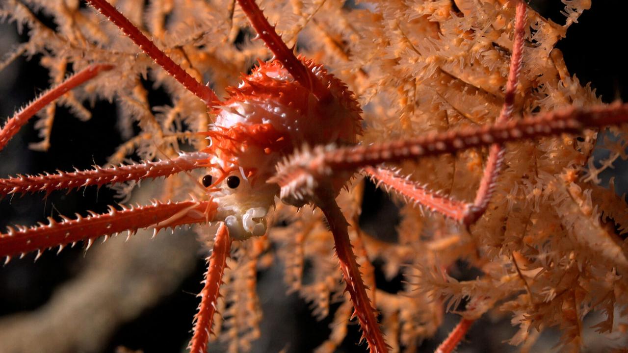 Cento nuove potenziali specie scoperte sott'acqua al largo delle coste del Cile – rts.ch