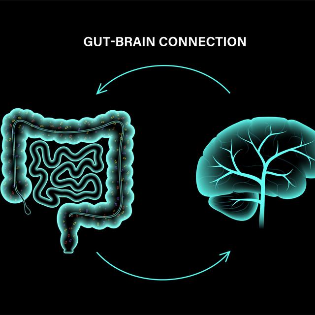 La connexion cerveau-intestin (illustration). [Depositphotos - Pikovit]