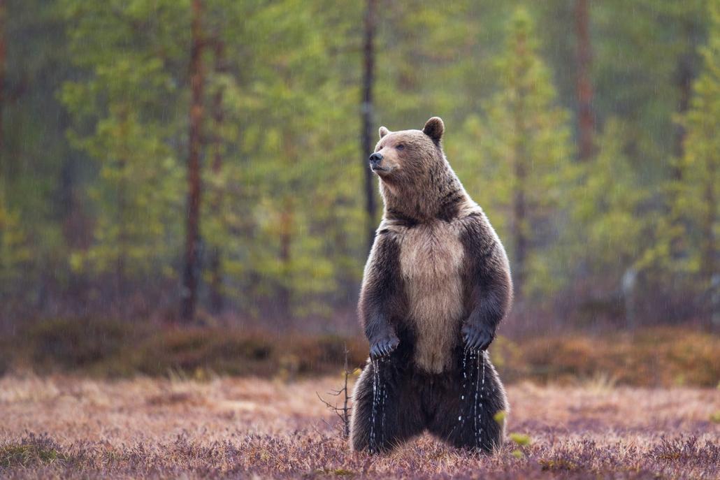 Un ours brun se tient debout sur ses deux pattes arrière. [Boreal Wild Life Center]