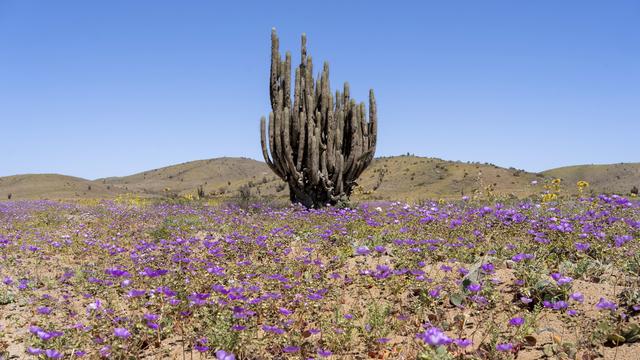 Le désert d'Atacama, au nord du Chili se pare de fleurs sur des milliers de kilomètres carrés lorsque les conditions sont réunies, environ tous les cinq ans. [EPA / Keystone - Adriana Thomasa]