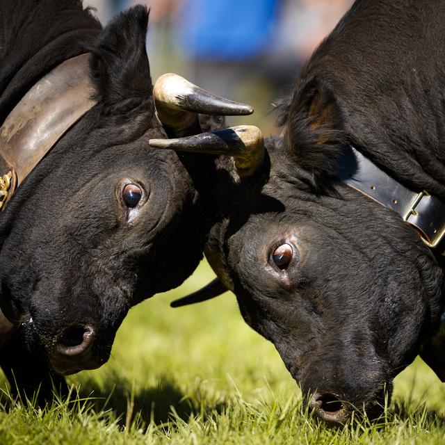 La plainte contre les combats de vaches gestantes, déposée à la suite d'un combat de reines à Sion en mars 2023, a été classée. [Keystone - Valentin Flauraud]