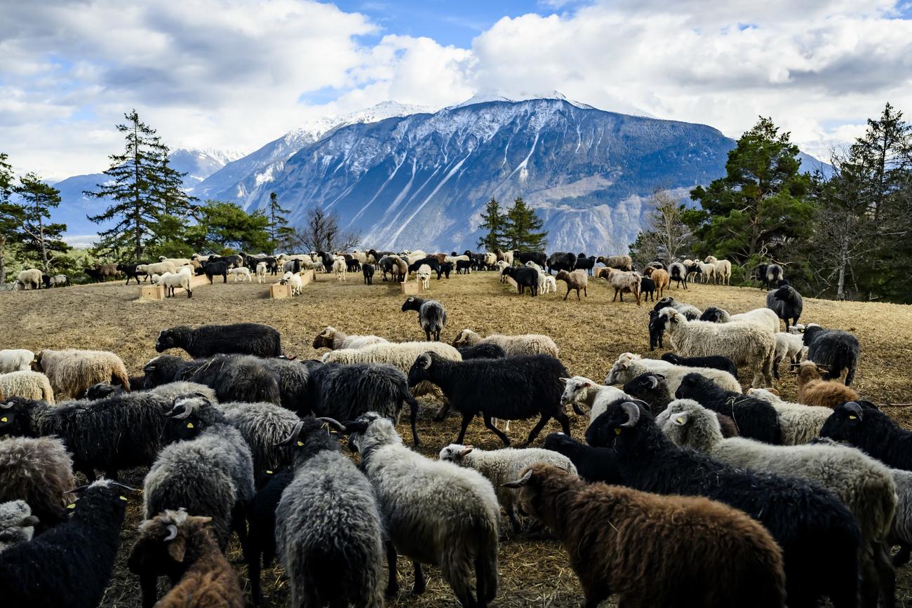 Des moutons et des chèvres gambadent dans la bergerie de Naye. [KEYSTONE - JEAN-CHRISTOPHE BOTT]