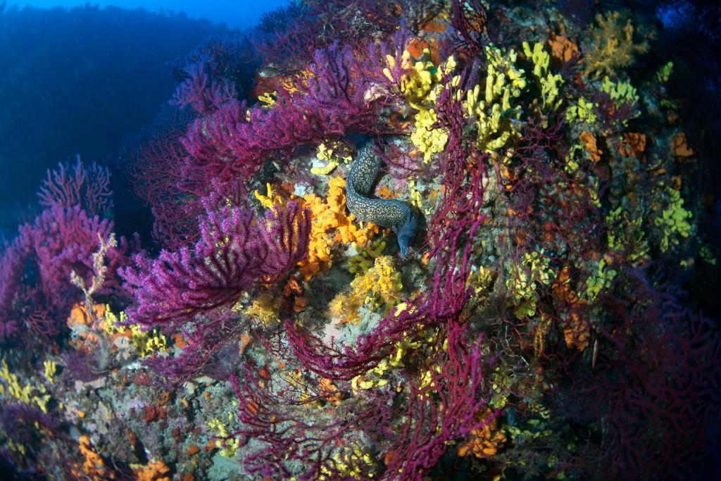 BALIKESIR, TURKIYE - MARCH 20: A Mediterranean moray moves amid red corals in Ayvalik district, which stands out as a tourism center with the diving opportunities it offers, in Balikesir, Turkiye on March 20, 2024. The most important feature of the diving spots in Ayvalik is that they host red corals that live in only two regions in the world. Tahsin Ceylan / Anadolu (Photo by Tahsin Ceylan / ANADOLU / Anadolu via AFP) [Anadolu via afp - Tahsin Ceylan]