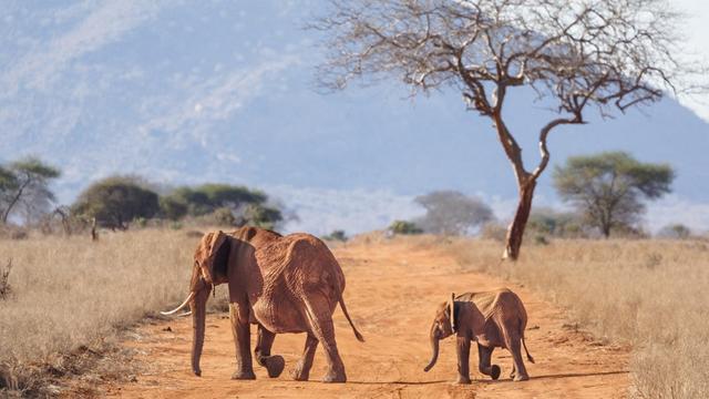 Un jeune éléphanteau suit sa mère dans la réserve naturelle de Ngutuni, dans le comté de Taita Taventa, Kenya, le 29 octobre 2024. [AFP - Tony Karumba]