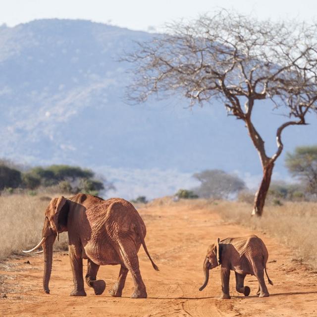 Un jeune éléphanteau suit sa mère dans la réserve naturelle de Ngutuni, dans le comté de Taita Taventa, Kenya, le 29 octobre 2024. [AFP - Tony Karumba]