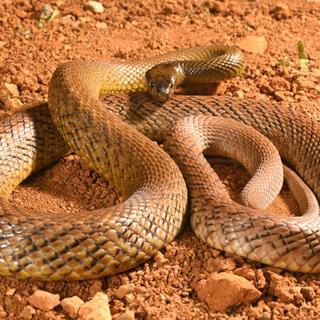 Un Taïpan du désert (Oxyuranus microlepidotus), l'un des serpents les plus venimeux du monde. [AFP - Daniel Heuclin / Biosphoto]