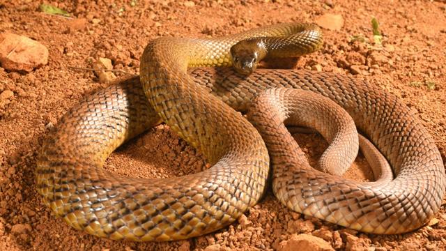 Un Taïpan du désert (Oxyuranus microlepidotus), l'un des serpents les plus venimeux du monde. [AFP - Daniel Heuclin / Biosphoto]