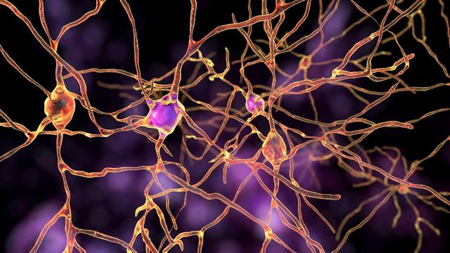 Illustration des neurones dans un cerveau. [Science Photo Library via AFP - KATERYNA KON/SCIENCE PHOTO LIBRA]