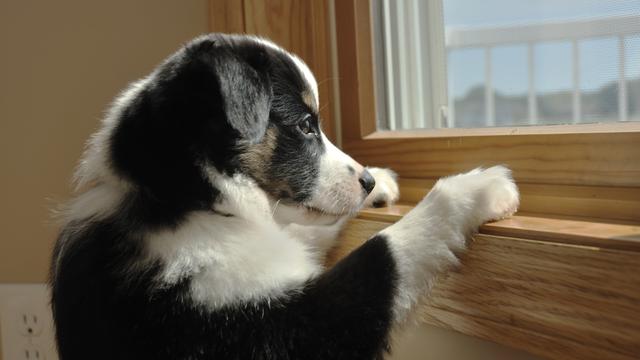 Un chien seul à la maison. [Depositphotos - herreid]