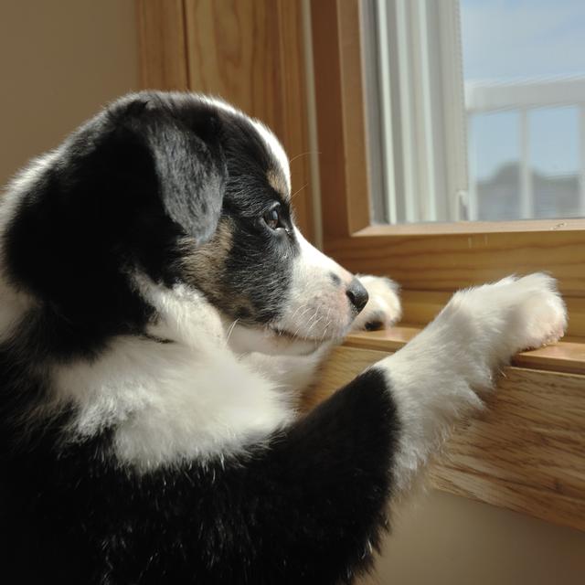 Un chien seul à la maison. [Depositphotos - herreid]