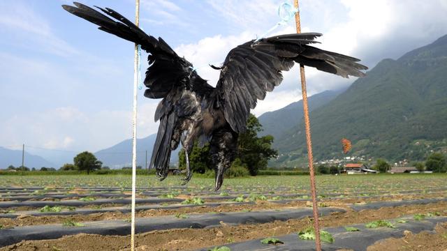 Le Conseil d'Etat fribourgeois veut intervenir en faveur des agriculteurs qui subissent les dégâts des corbeaux et des corneilles. [Keystone - Karl Mathis)]