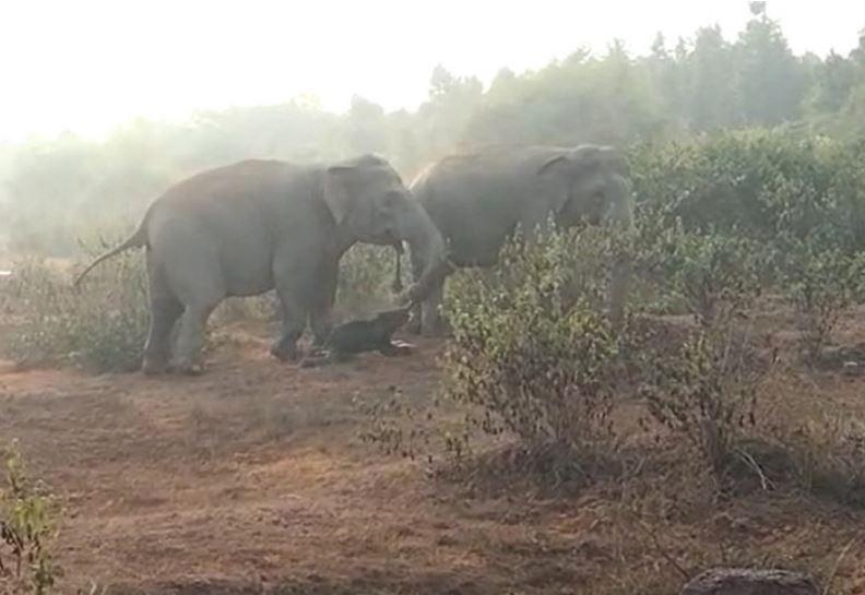 Une dépouille d'éléphanteau portée par un membre du troupeau dans une plantation de thé, au Bengale. [West Bengal Forest Department]