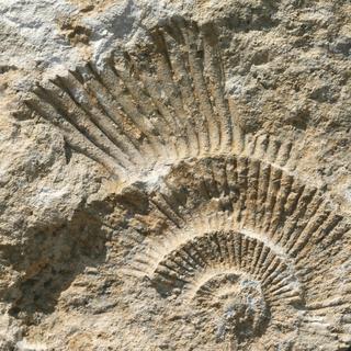 Fossile (image prétexte). [Depositphotos - otokris44]