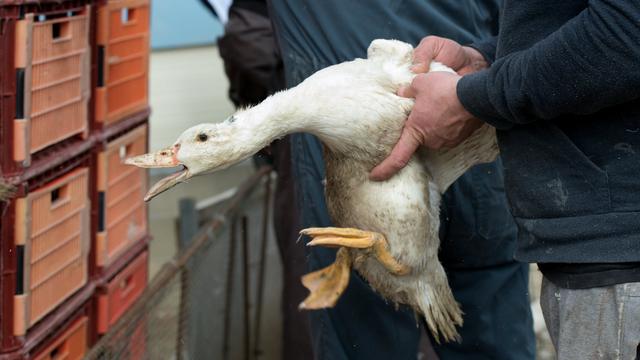 Le Conseil fédéral s'oppose à l'initiative contre le foie gras, sans contre-projet (image d'illustration). [Keystone - CAROLINE BLUMBERG]