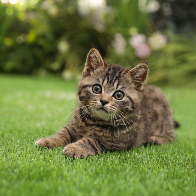 Un chat dans un jardin. [Depositphotos - NewAfrica]