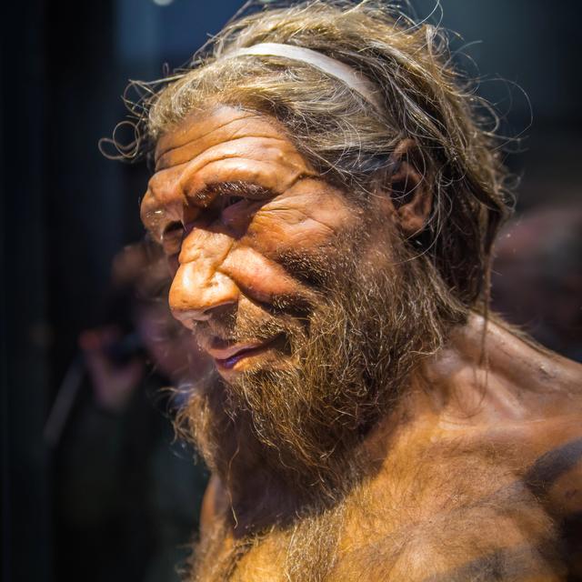 Londres, Royaume-Uni - 11 mars 2018 : Homo néandertalien mâle adulte, basé sur des restes de 40000 ans trouvés à Spy en Belgique [Depositphotos - Irstone]