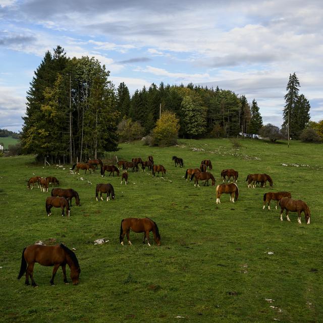 L'armée italienne achète douze chevaux de la race Franches-Montagnes (image d'illustration). [Keystone - Jean-Christophe Bott]