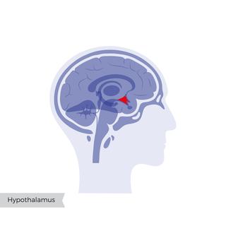 Hypothalamus latéral. [Depositphotos - © Pikovit]