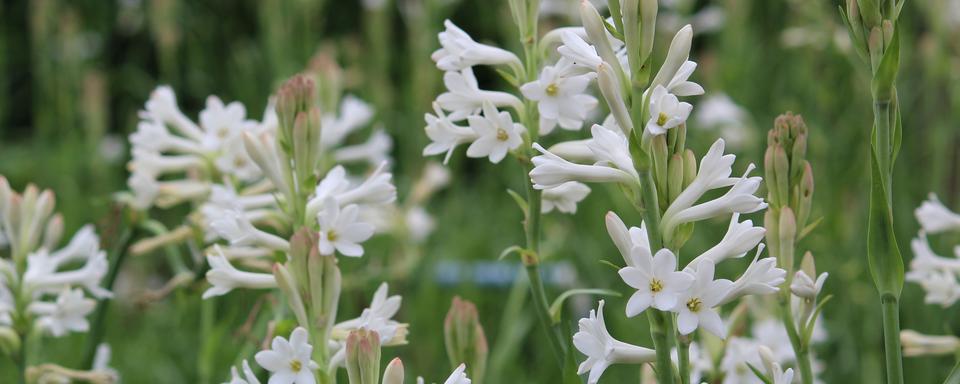 La tubéreuse (Polianthes tuberosa). [Depositphotos - Wirestock]