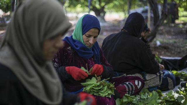 Des femmes travaillant dans un vignoble vers Idlib (Syrie). [AFP - Aaref Watad]