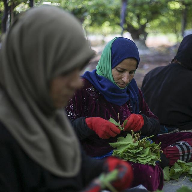 Des femmes travaillant dans un vignoble vers Idlib (Syrie). [AFP - Aaref Watad]