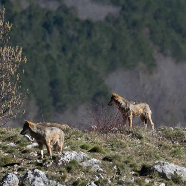 Italie, des loups dans la région des Abruzzes. [RTS - Lucile Solari]