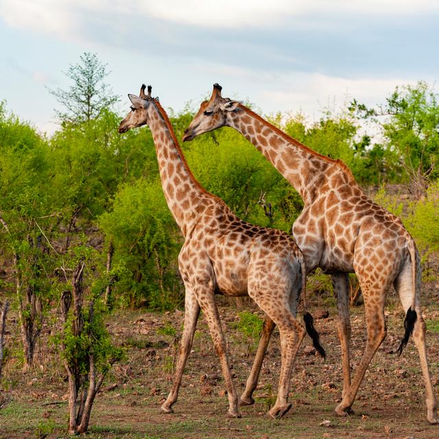 une girafe mâle et une girafe femelle. [AFP - Sergio Pitamitz / Biosphoto]