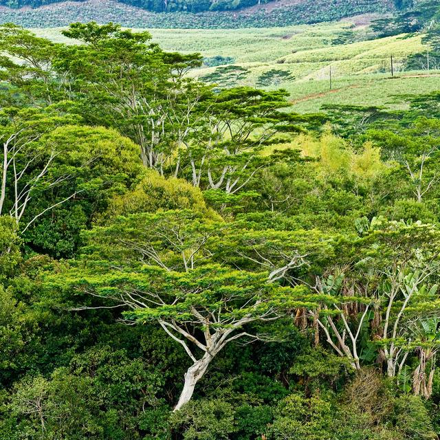 Une forêt de l'île Maurice. [Depositphotos - Stockdonkey]