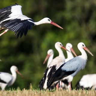 Le WWF Suisse tire un bilan positif de la réimplantation des cigognes blanches. [KEYSTONE - Laurent Gillieron]