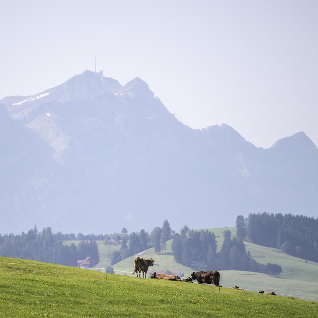 Mercredi 28 août: des vaches paissent dans un champ situé dans le canton de Saint-Gall. [Keystone - Gian Ehrenzeller]